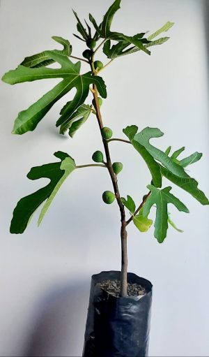 Fig Ronde De Bordeaux Variety 5lt