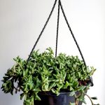 String Of Dolphins 20cm Hanging Basket