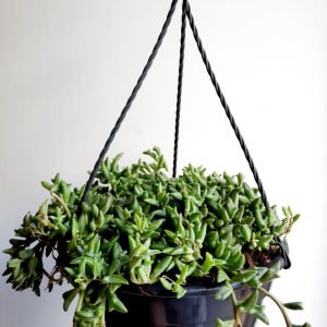 String Of Dolphins 20cm Hanging Basket