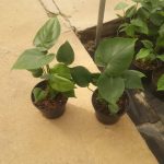 WhatsApp-Image-2021-04-19-at-15.05.00.jpeg Delicious Monster 14cm Pot