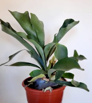 Staghorn Mix Bowl 21cm