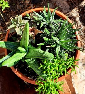 Succulent Mix Bowl 21cm