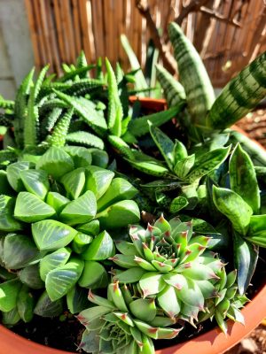 Succulent Mix Bowl 21cm