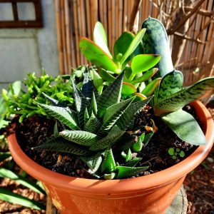 WhatsApp-Image-2021-05-01-at-10.11.18.jpeg Succulent Mix Bowl 21cm