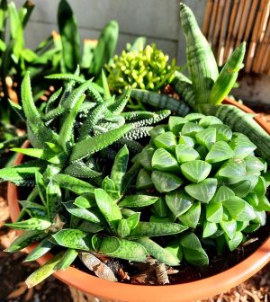 Succulent Mix Bowl 21cm