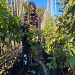 Guava Tree 20lt