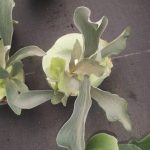 Staghorn Fern 14cm