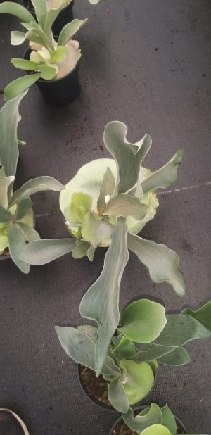 Staghorn Fern 14cm