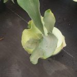 Staghorn Fern 14cm