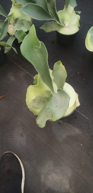 Staghorn Fern 14cm