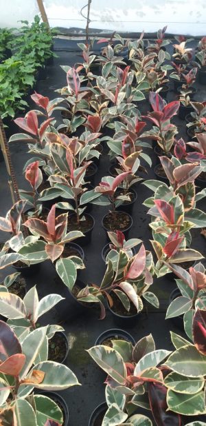 Ficus Tineke 19cm Pot