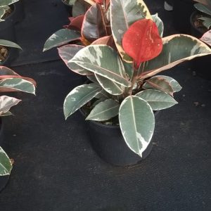 WhatsApp-Image-2021-05-19-at-08.57.38.jpeg Ficus Tineke 19cm Pot