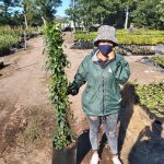 Pandorea Jasmenoides Lady Di White 20lt