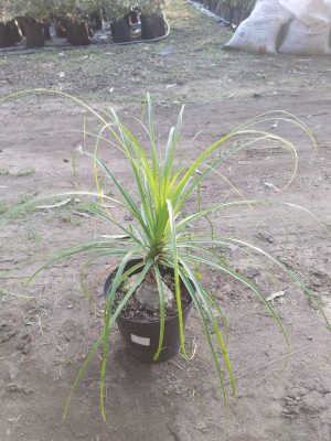 Ponytail Palm 20cm Pot