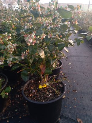 Blueberry Centurion 21cm Pot