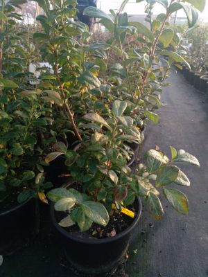 Blueberry Sharp Blue 21cm Pot