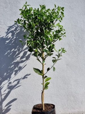 WhatsApp-Image-2021-07-29-at-09.17.22.jpeg Calamondin Tree 20lt
