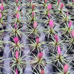 Tillandsia 14cm Pot