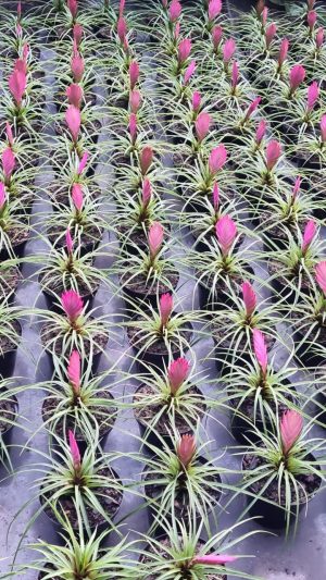 Tillandsia 14cm Pot