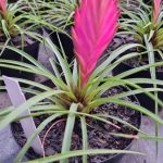 Tillandsia 14cm Pot