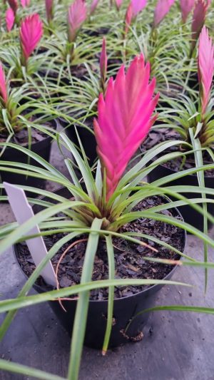 Tillandsia 14cm Pot