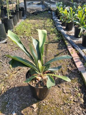 Staghorn Fern 20cm Pot