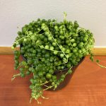 Senecio Rowleyanus 'String of Pearls' 12cm Pot