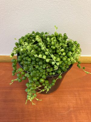 Senecio Rowleyanus 'String of Pearls' 12cm Pot