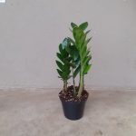 Zamioculcas Zamiifolia 12cm Pot