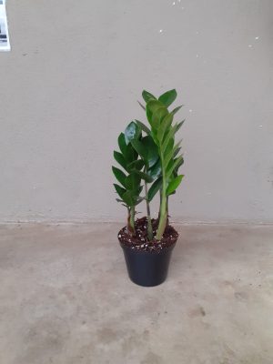 Zamioculcas Zamiifolia 12cm Pot