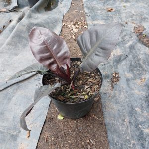 Philodendron Black Cardinal 25cm Pot