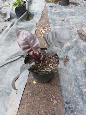 Philodendron Black Cardinal 25cm Pot