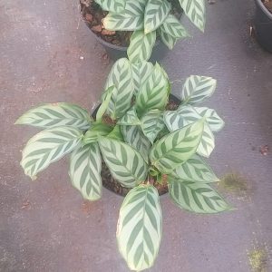 Calathea Freddie 14cm Pot