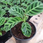 Calathea Zebrina 14cm Pot