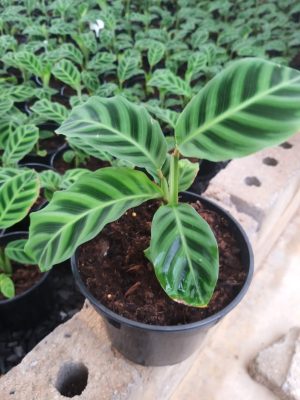 Calathea Zebrina 14cm Pot