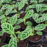 Calathea Zebrina 14cm Pot