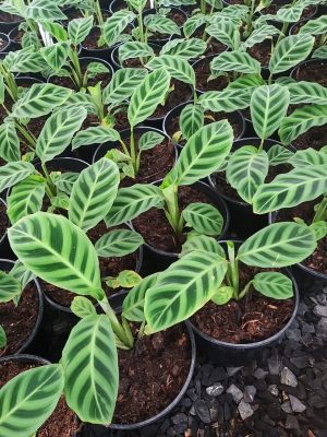 Calathea Zebrina 14cm Pot
