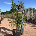 Pomegranate Wonderful Tree 40lt