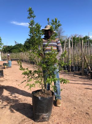 Pomegranate Wonderful Tree 40lt