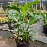 WhatsApp-Image-2021-11-04-at-11.24.59.jpeg Strelitzia Nicolai 25cm Pot