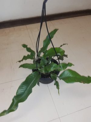 Pyrrosia Lingua (Tongue Fern) Hanging Basket