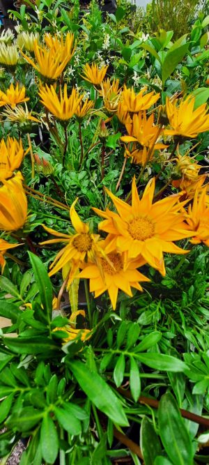 Gazania Orange 15cm Pot