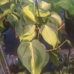 Golden Pothos 16cm Hanging Basket