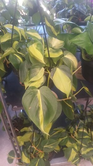Golden Pothos 16cm Hanging Basket