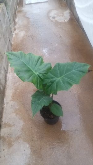 Alocasia Portodora 14cm Pot