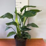 WhatsApp-Image-2021-12-14-at-14.16.41.jpeg Strelitzia Nicolai 25cm Pot