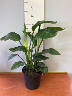 WhatsApp-Image-2021-12-14-at-14.16.41.jpeg Strelitzia Nicolai 25cm Pot