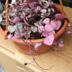 String Of Hearts Variegated in 16cm Hanging Basket