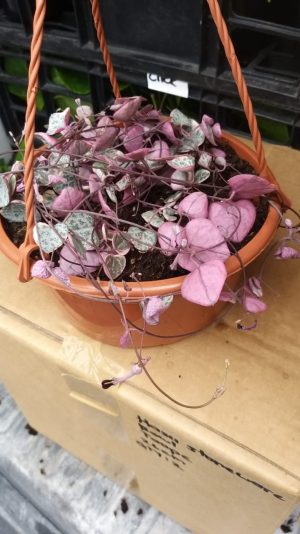 String Of Hearts Variegated in 16cm Hanging Basket
