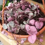 String Of Hearts Variegated in 16cm Hanging Basket